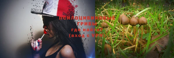 прущие грибы Балахна